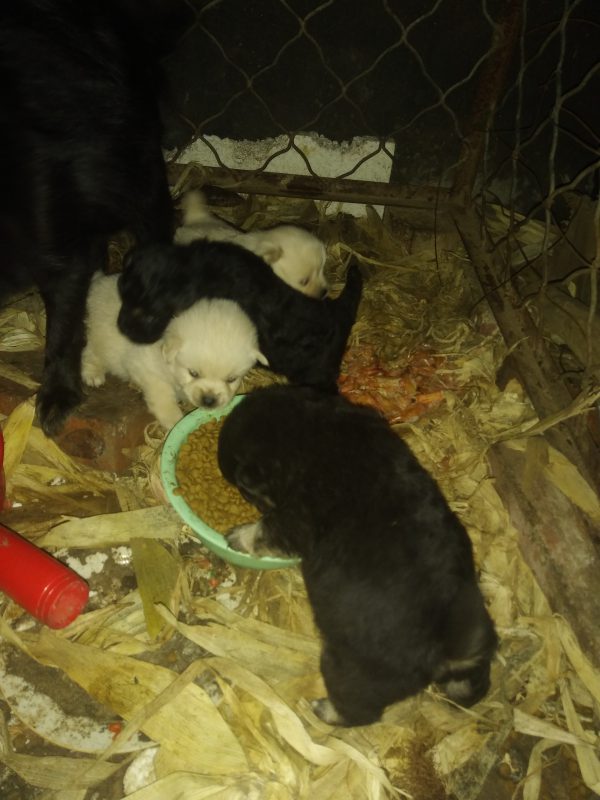 家有萌宠，快来看看我家的狗子-GOGO社区