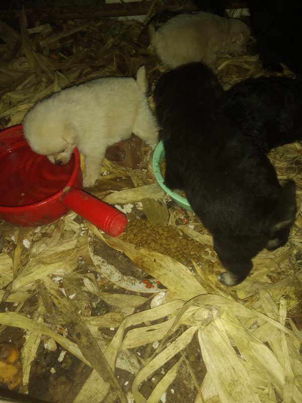 家有萌宠，快来看看我家的狗子-GOGO社区