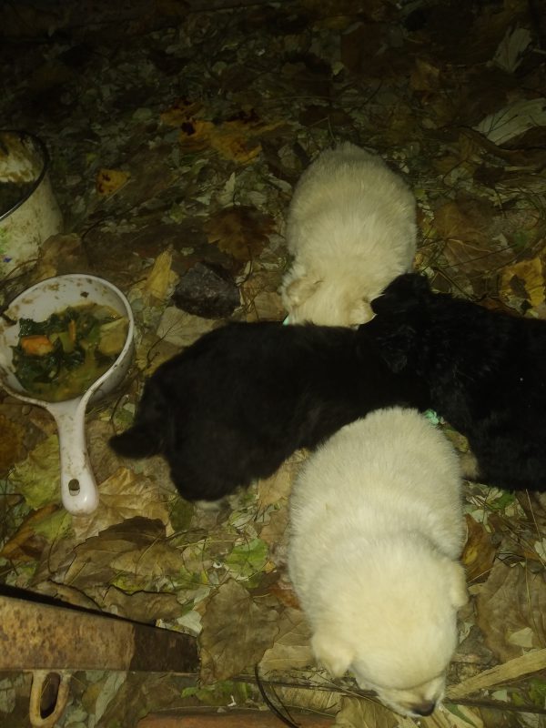 拼命吃饭的狗子-GOGO社区