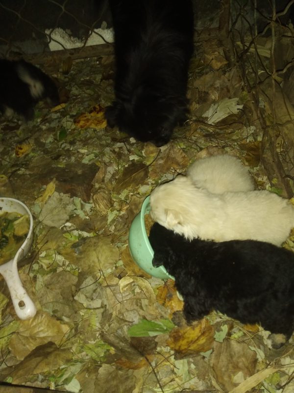 拼命吃饭的狗子-GOGO社区