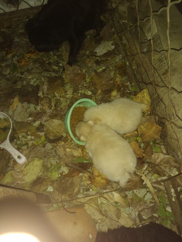 拼命吃饭的狗子-GOGO社区