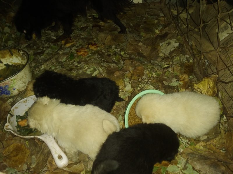 拼命吃饭的狗子-GOGO社区