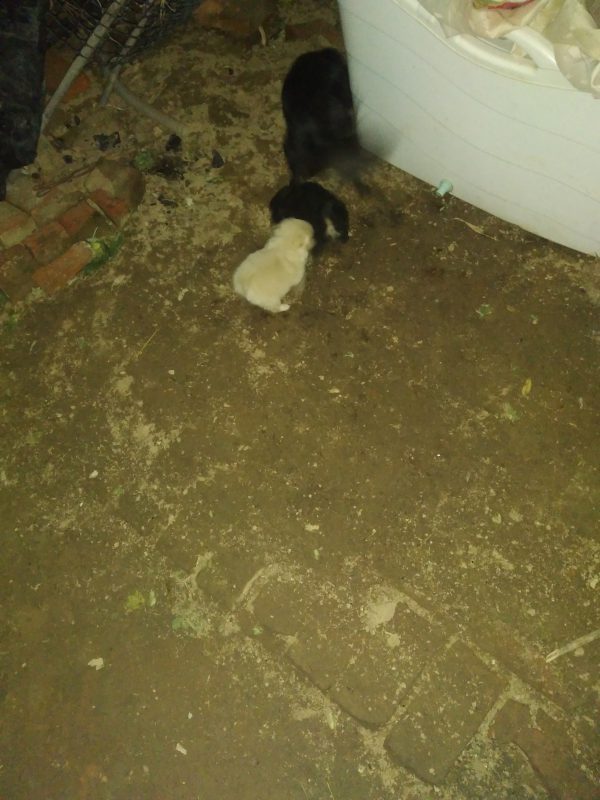 看看这小狗，可爱不-GOGO社区