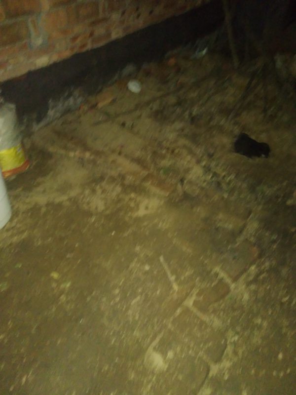 看看这小狗，可爱不-GOGO社区