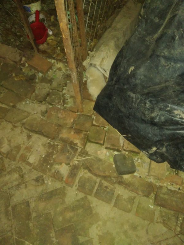 看看这小狗，可爱不-GOGO社区