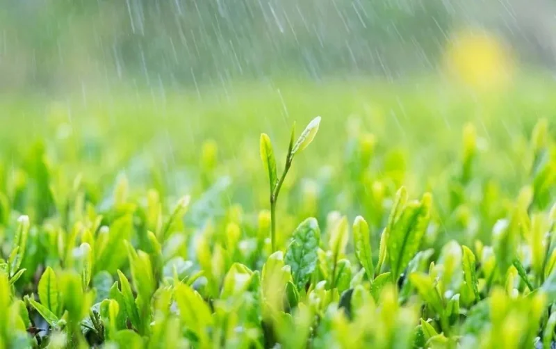 Comment la pluie favorise la croissance des plantes-GOGO社区
