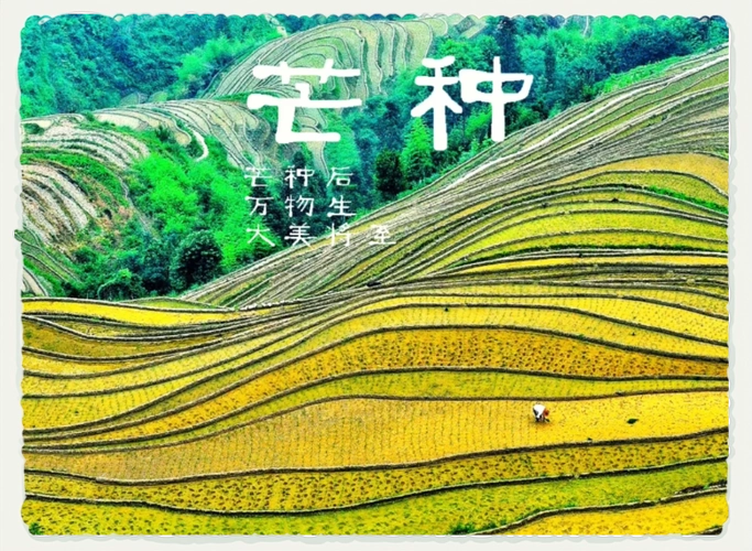 芒种：在光阴里播种与收获-GOGO社区
