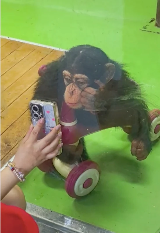 一动物园提示：不要给网红猩猩看手机-GOGO社区