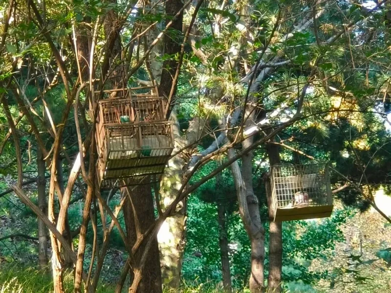 紧急提醒：见到这种笼子，立即举报！-GOGO社区