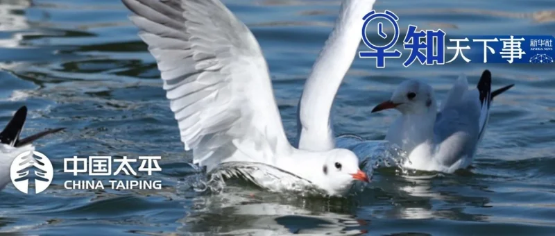 早知天下事-GOGO社区