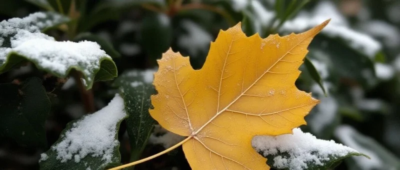 中雨+小雪！河北大范围降水上线-GOGO社区