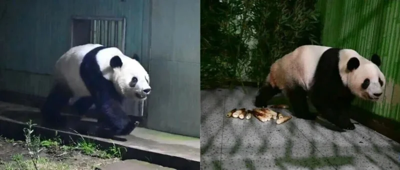 “晓晓”“蕾蕾”，到家了！-GOGO社区